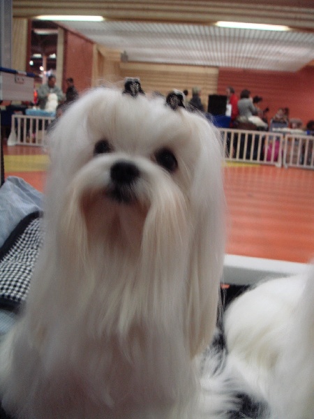 CH. Cash fantasy risqué de Nisjotial - CACIB CAC 1ere Excellent