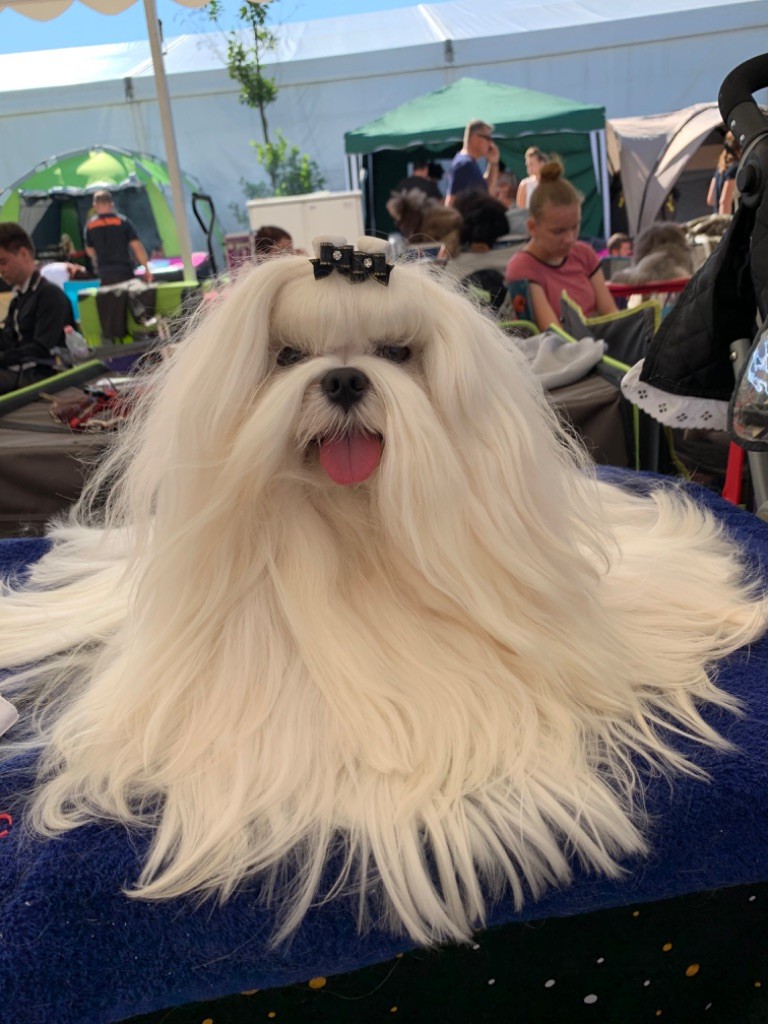 CH. Phantasmagoria by golden blanc - 1erExc. CAC - RCACIB