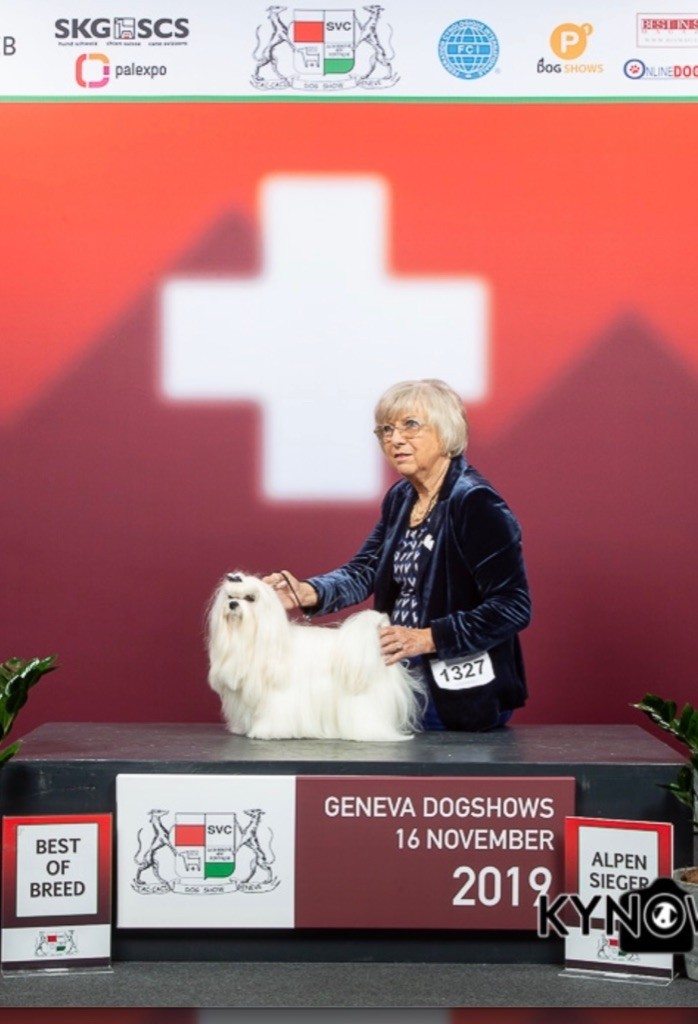 CH. Phantasmagoria by golden blanc - 1er Exc. CAC - CACIB - BOB