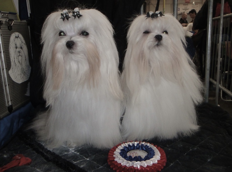 CH. au poil d'ange Douce caresse - R-CACIB - R-CAC