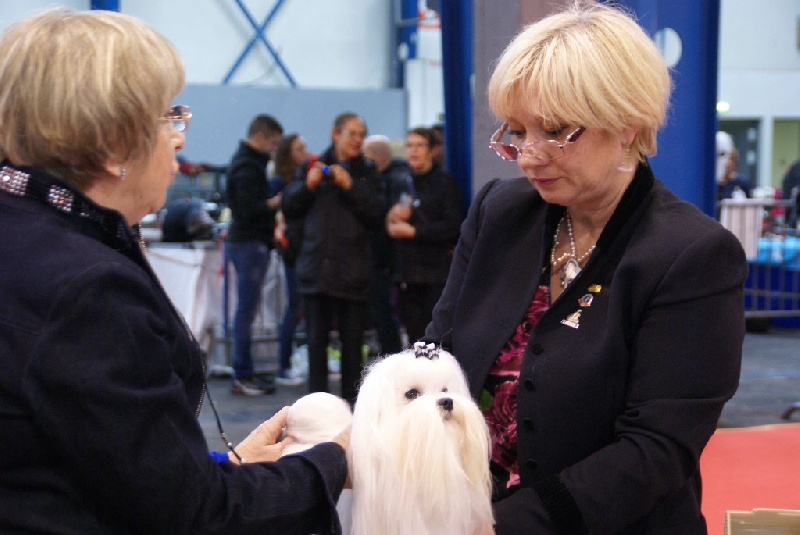 CH. Joly coeur fantasy de Nisjotial - CACIB - CAC - BOB - sélectionné au group
