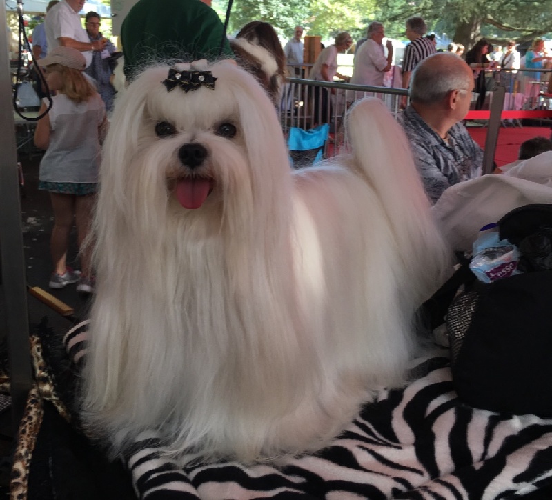 CH. Joly coeur fantasy de Nisjotial - CACIB - BOB - sélect groupe