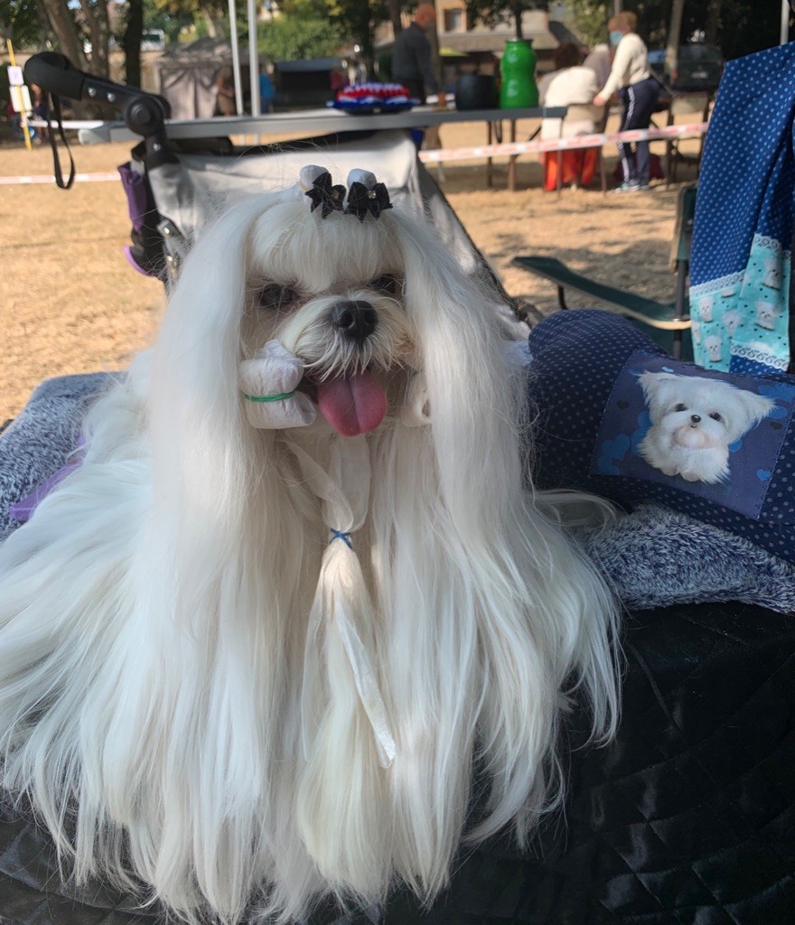 CH. Phantasmagoria by golden blanc - 1erExc. CACS -BOB