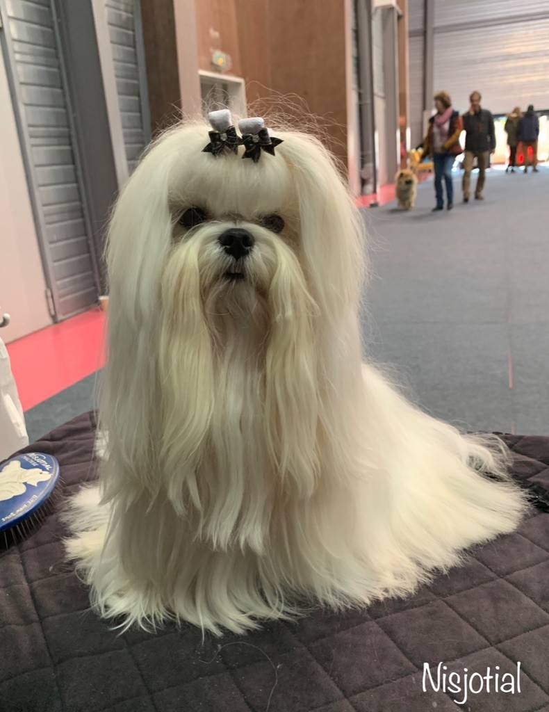 CH. Phantasmagoria by golden blanc - 1er EXCELLENT CACS - BOB