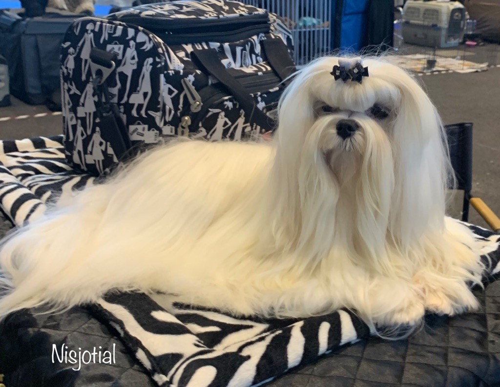 CH. Phantasmagoria by golden blanc - 1 er Excellent CAC - RCACIB