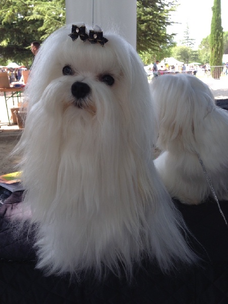 CH. Joly coeur fantasy de Nisjotial - CAC - BOB - réserve BEST of Groupe