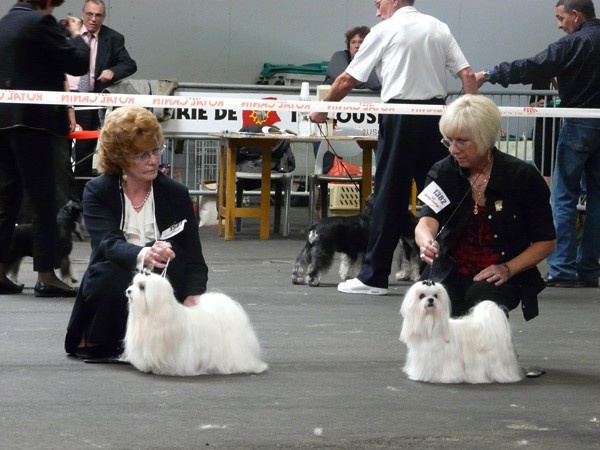 CH. Cash fantasy risqué de Nisjotial - 2e exc. R.CAC