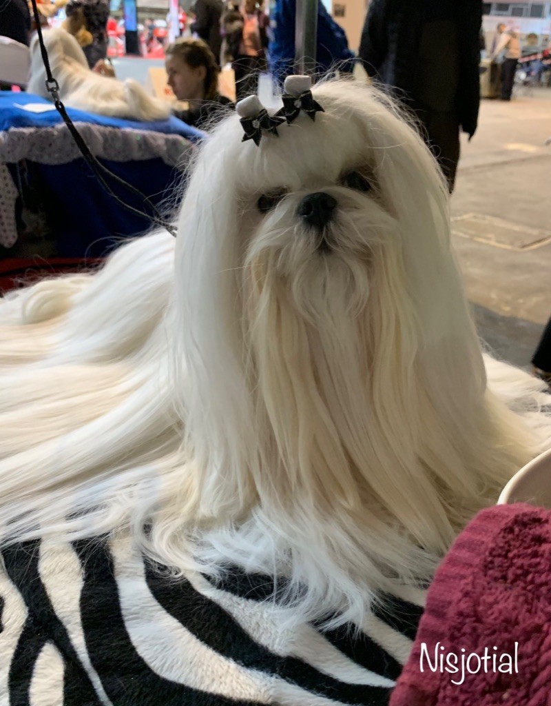 CH. Phantasmagoria by golden blanc - Cl.CH. 2e excellent RCACIB