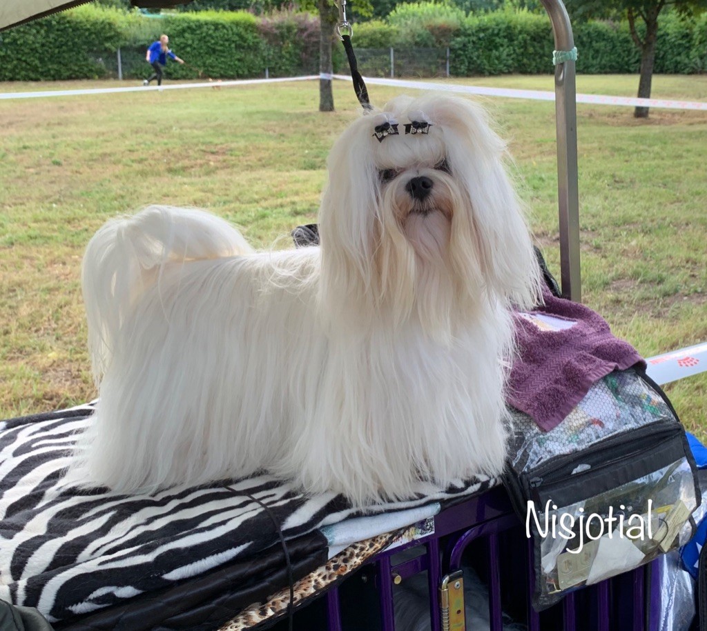 CH. Phantasmagoria by golden blanc - 1er Exc. Best jeune - BOB