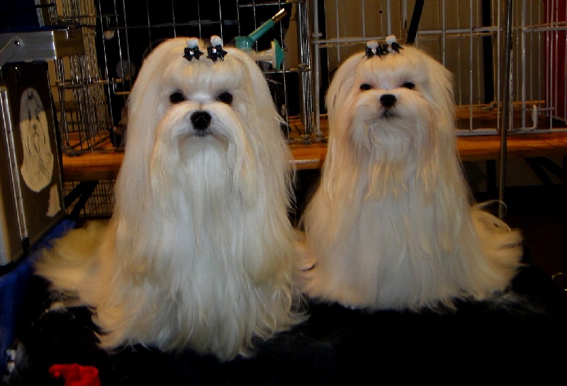 CH. richelieu's Don juan - CACIB-CAC