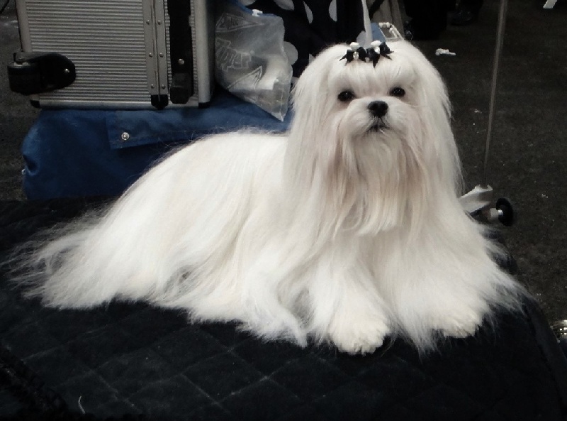 CH. richelieu's Don juan - CACIB - CAC - BOB