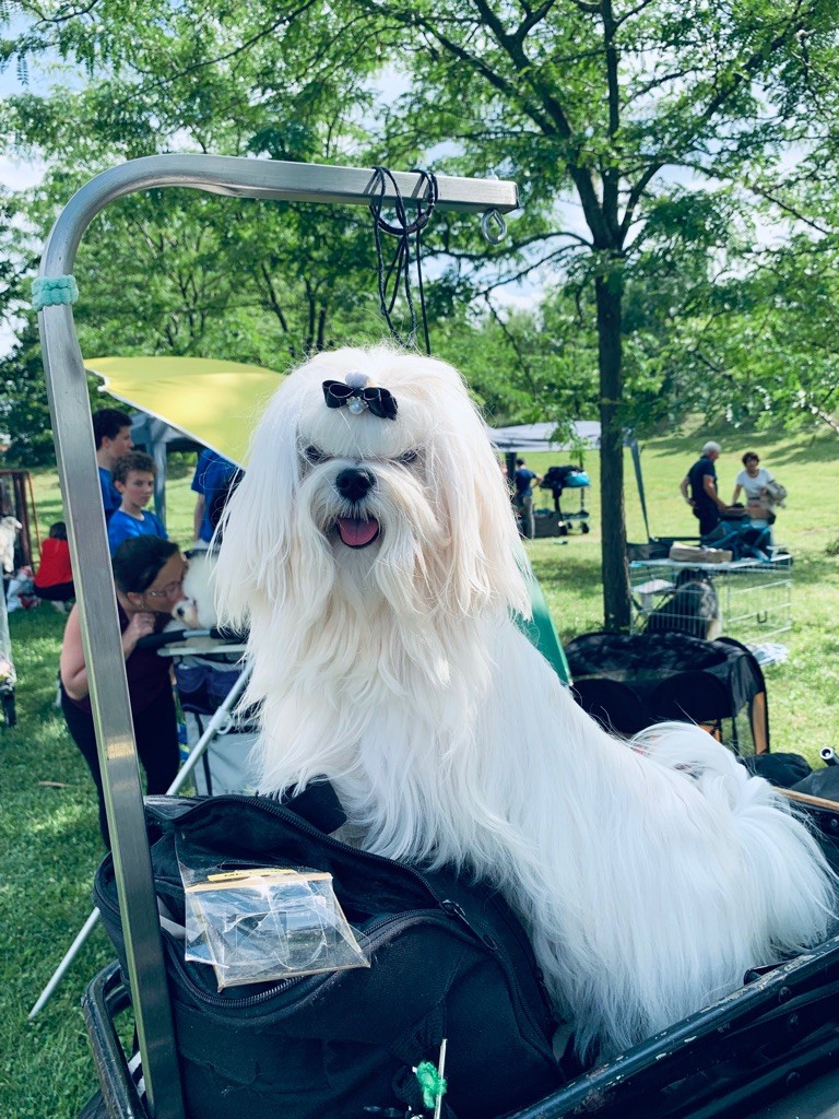 CH. Phantasmagoria by golden blanc - Cl. Jeune : 1 er EXC. BEST JEUNE - 3e groupe 9 jeune