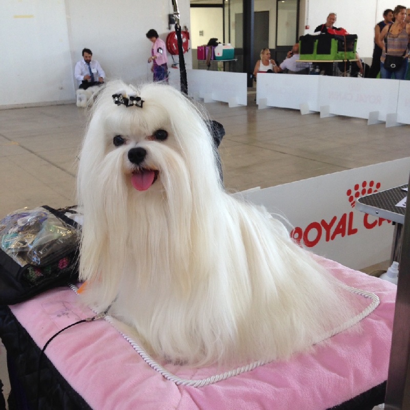 CH. Joly coeur fantasy de Nisjotial - CACIB - CAC - BOB