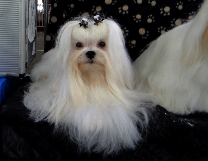 CH. richelieu's Don juan - CAC 1er excellent