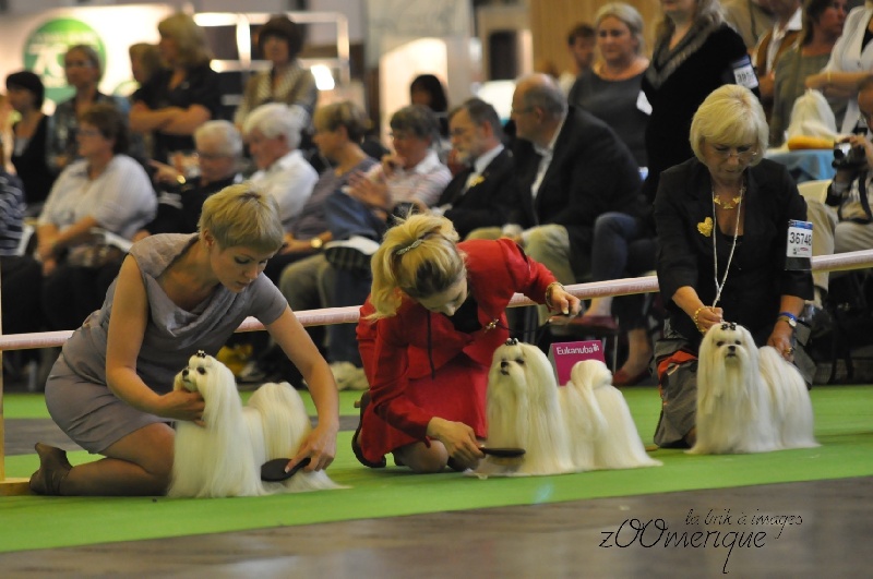 CH. richelieu's Don juan - 5e excellent