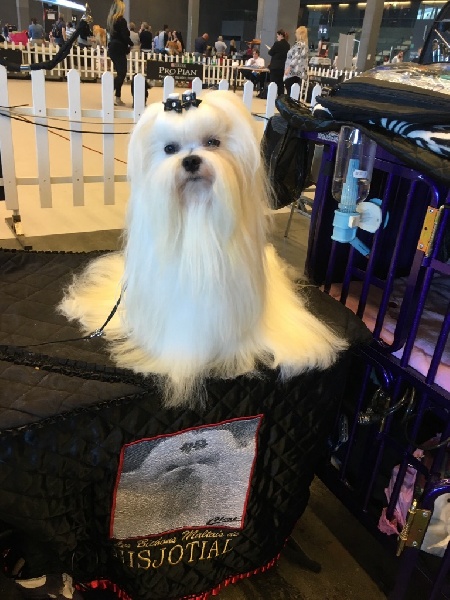 CH. Joly coeur fantasy de Nisjotial - CAC - RCACIB 1er excellent cl.Ouverte