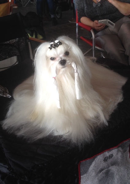 CH. Joly coeur fantasy de Nisjotial - CACIB - CAC - BOB