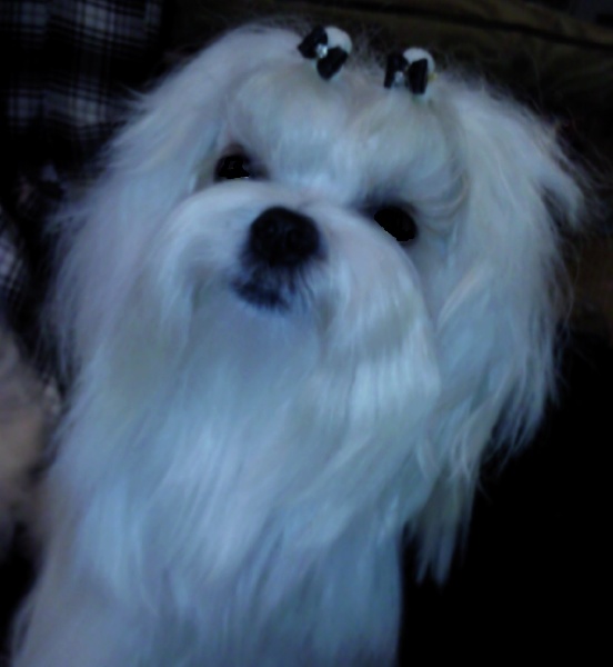 CH. Cash fantasy risqué de Nisjotial - 1er excellent Jeune et Meilleur jeune