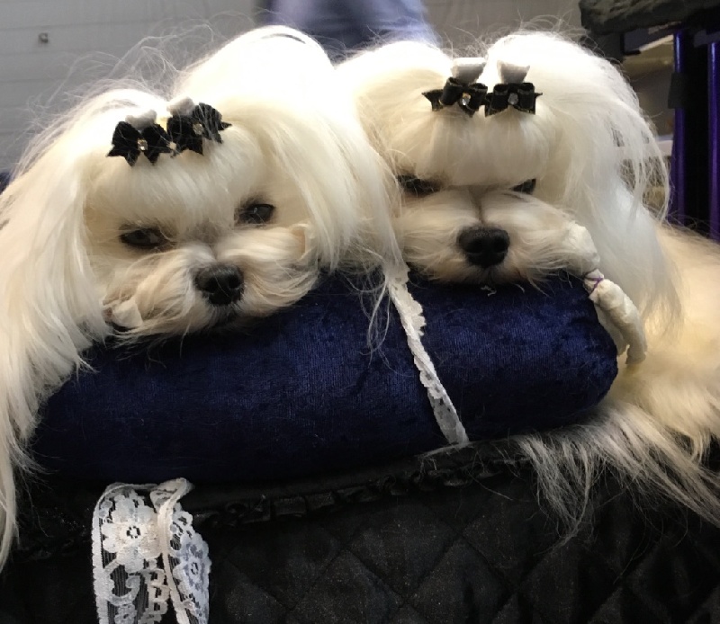 CH. Joly coeur fantasy de Nisjotial - 2e exc. RCAC