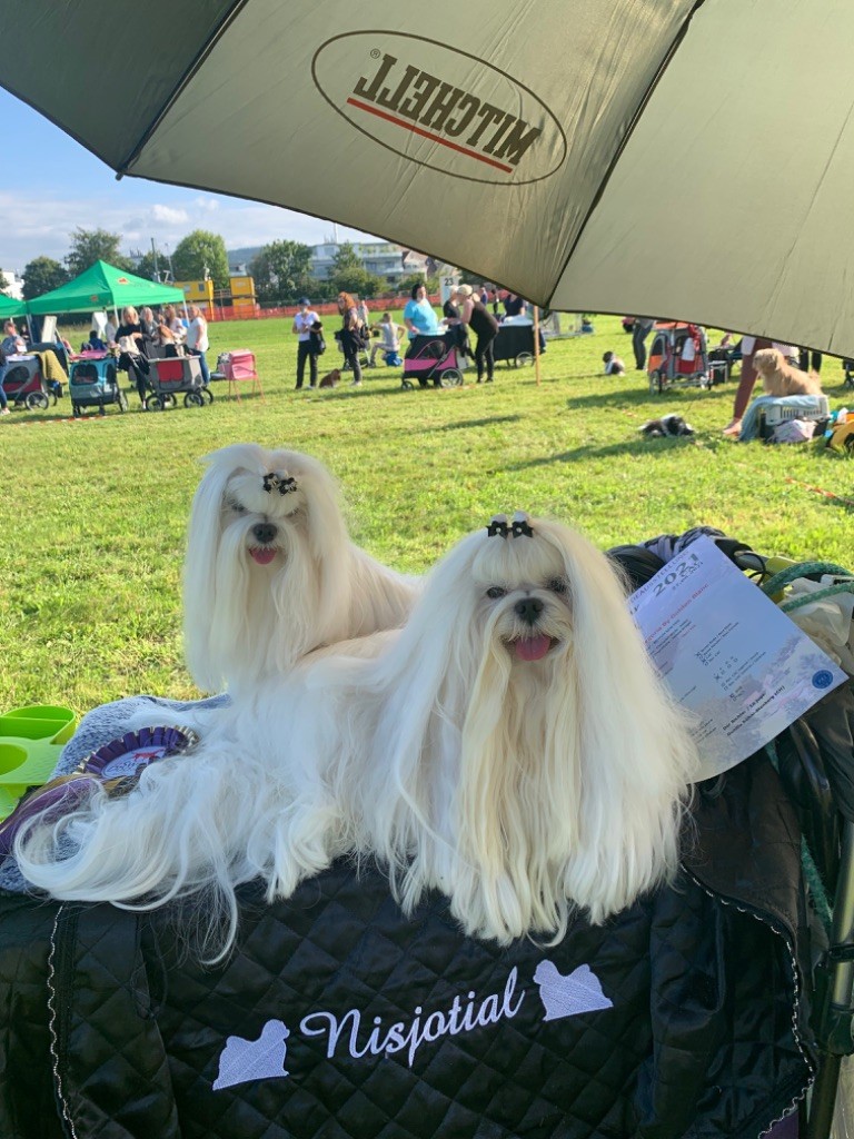 CH. Phantasmagoria by golden blanc - 1 er EXC. CAC - RCACIB