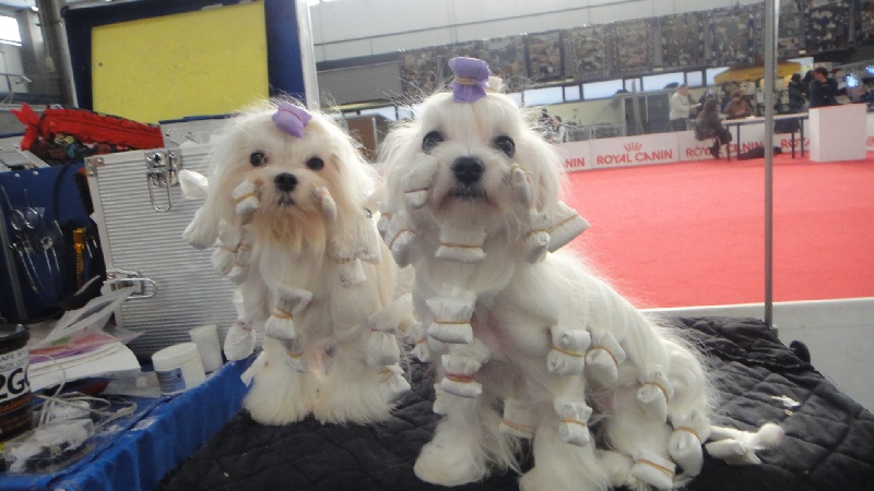 CH. richelieu's Don juan - R-CACIB