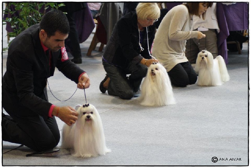 CH. richelieu's Don juan - 1er excellent