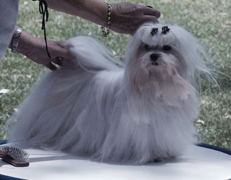 CH. richelieu's Don juan - CACIB-CAC-BOB - Meilleur du groupe - 3e au Best in show