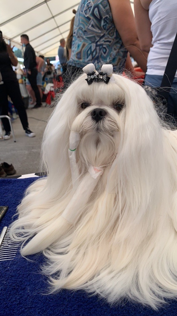 CH. Phantasmagoria by golden blanc - 1er Excellent CAC -RCACIB