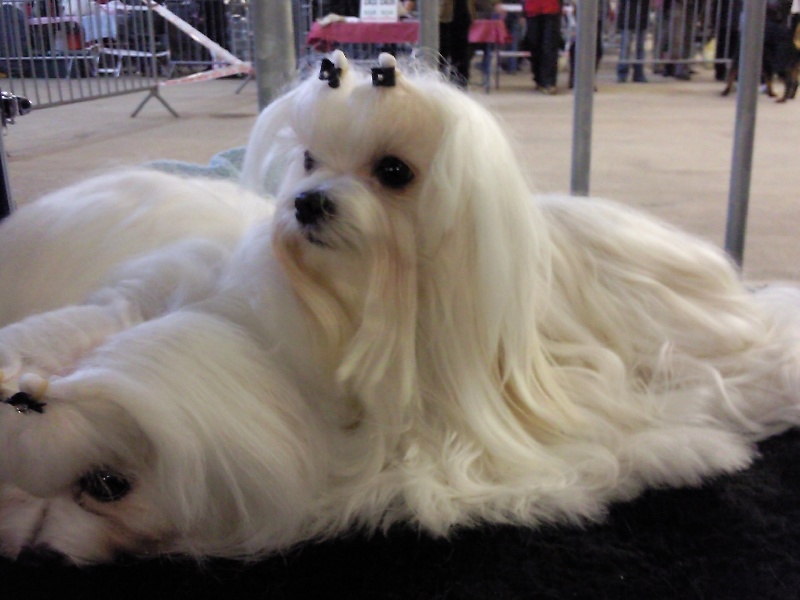 CH. Cash fantasy risqué de Nisjotial - RCACIB-RCAC 1er excellent -cl.Intermédiaire