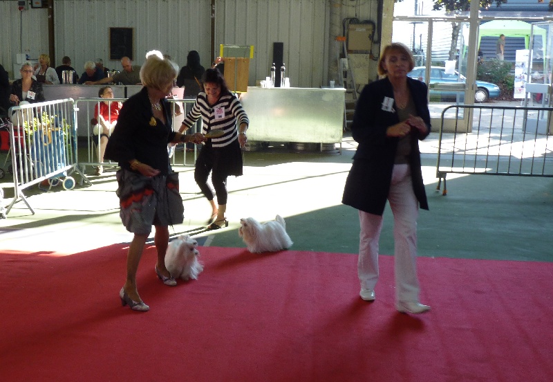 CH. au poil d'ange Douce caresse - 1 ere excellent