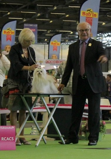 CH. au poil d'ange Douce caresse - 2E EXCELLENT