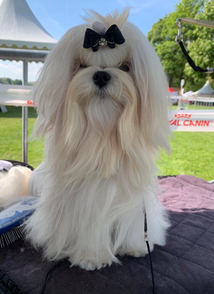 CH. Phantasmagoria by golden blanc - Cl. Jeune : 1 er Exc. Best Jeune - BOS - 3e groupe 9 Junior