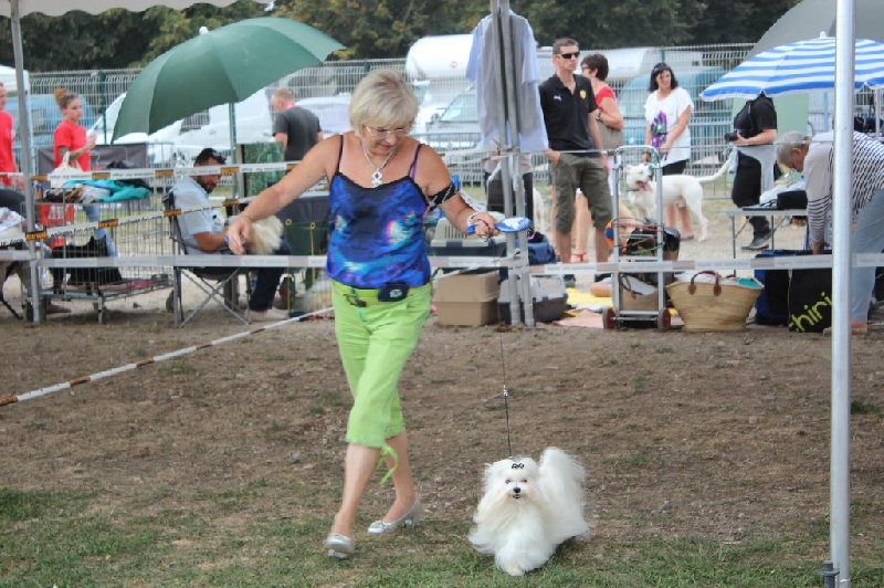 CH. Joly coeur fantasy de Nisjotial - 1er Excellent CAC - BOB - Best of groupe 9