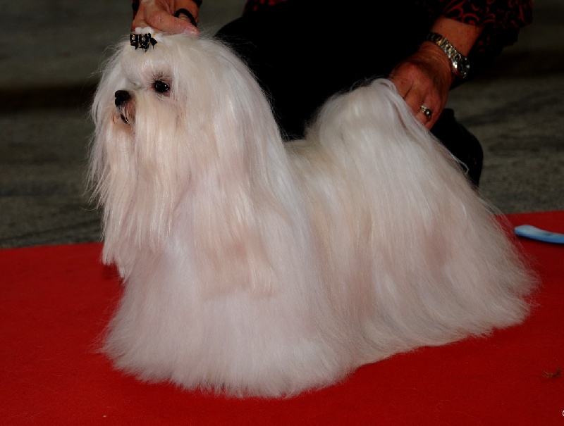 CH. richelieu's Don juan - R-CAC 2e excellent