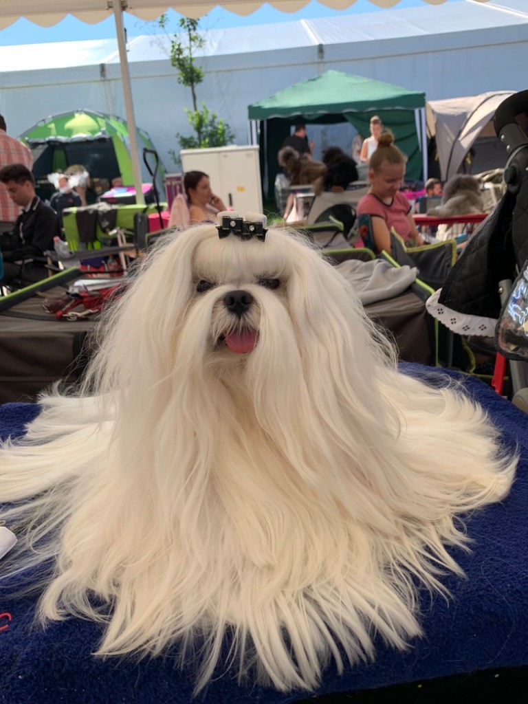 CH. Phantasmagoria by golden blanc - 1er Exc. CAC