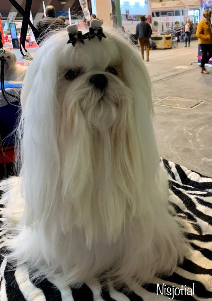 CH. Phantasmagoria by golden blanc - Cl.CH. 1er Excellent RCACIB