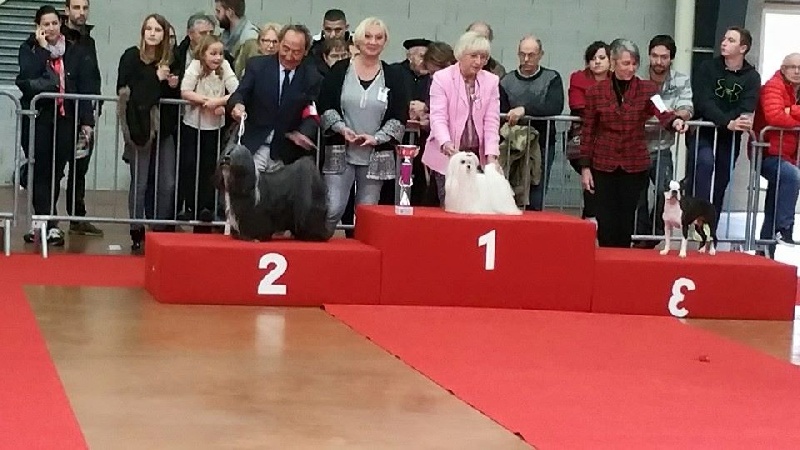 CH. Joly coeur fantasy de Nisjotial - BEST IN SHOW - BOG - BOB - CAC