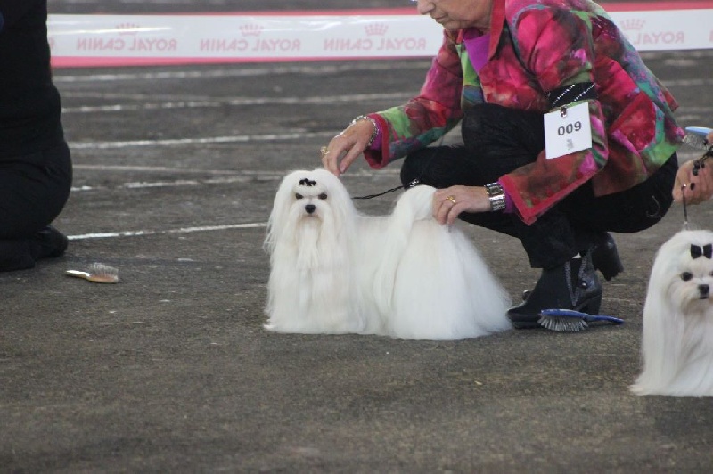 CH. Joly coeur fantasy de Nisjotial - cl.ouverte : 2e excellent RCAC