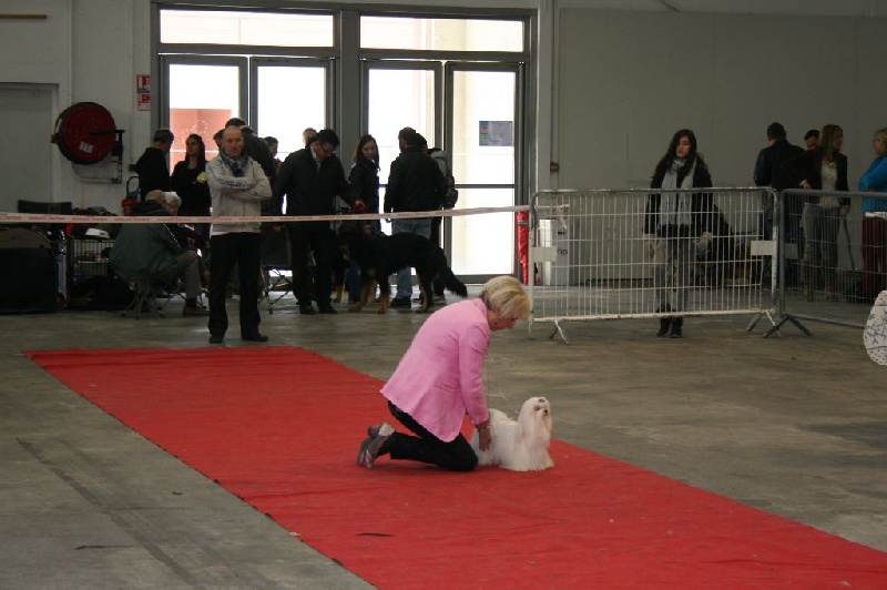 CH. Joly coeur fantasy de Nisjotial - 1er Exc. cl.ouverte : CACIB - CAC - BOB