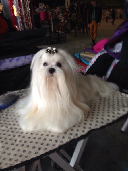 CH. Joly coeur fantasy de Nisjotial - CAC - BOB - 1ere excellent