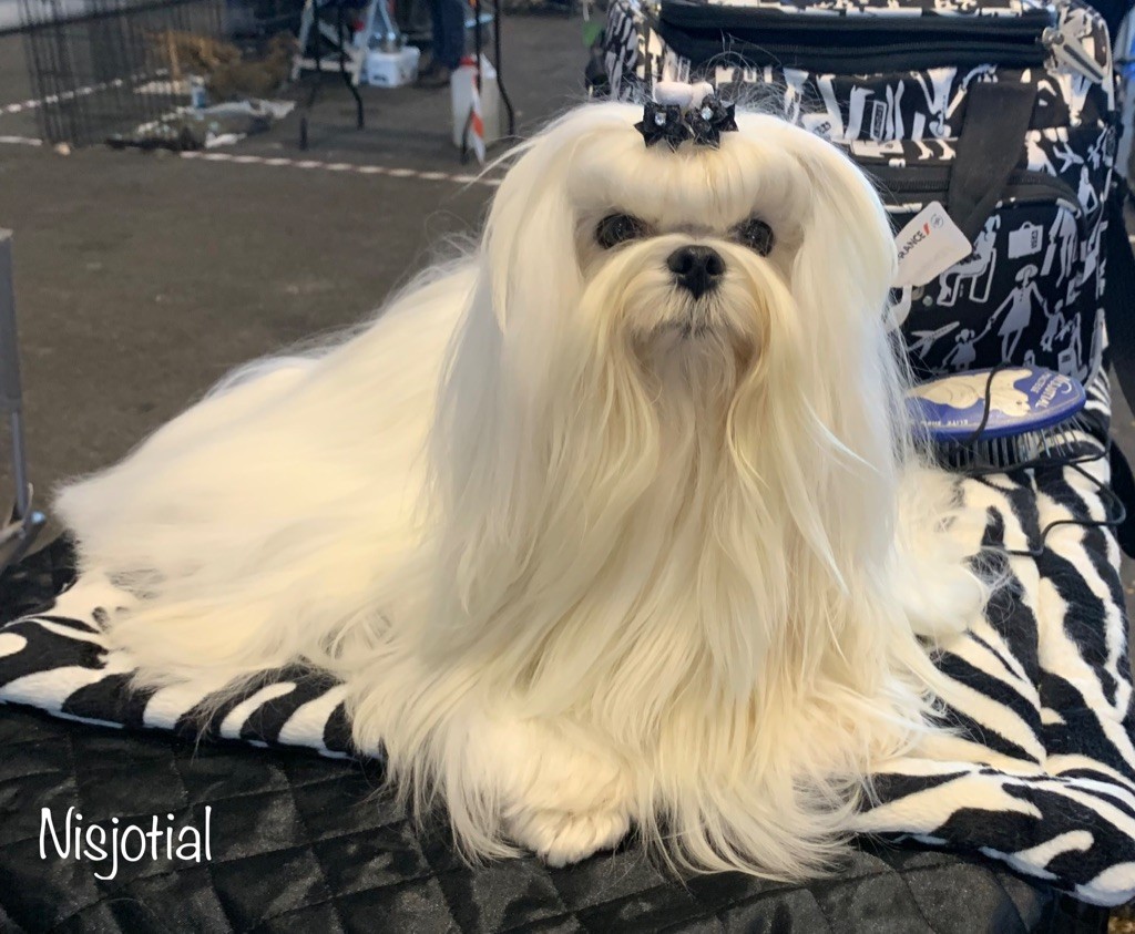 CH. Phantasmagoria by golden blanc - CAC - BOB