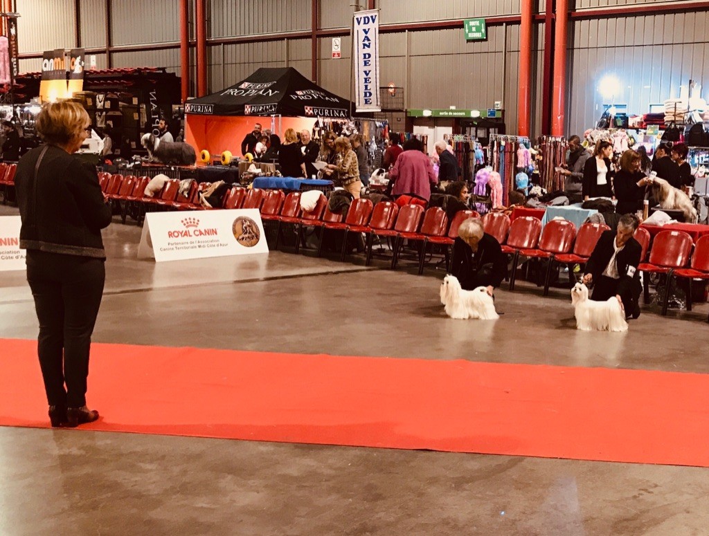 CH. Phantasmagoria by golden blanc - 1er EXC. CAC-CACIB - BOB