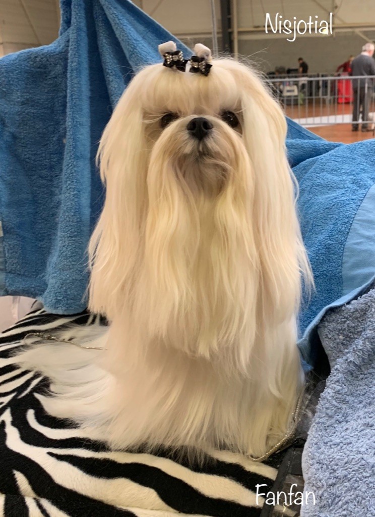 CH. Phantasmagoria by golden blanc - 1erEXC. CACS -BOS