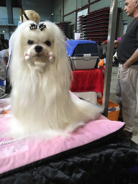 CH. Joly coeur fantasy de Nisjotial - RCACIB Cl.champion