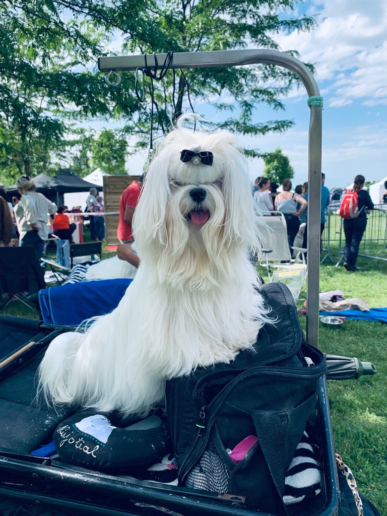 CH. Phantasmagoria by golden blanc - cl. Jeune : 1 er EXC. - BEST JEUNE