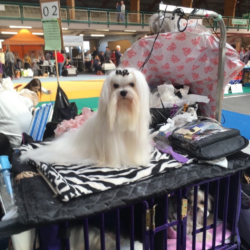 CH. Joly coeur fantasy de Nisjotial - 2 e excellent classe champion RCACIB