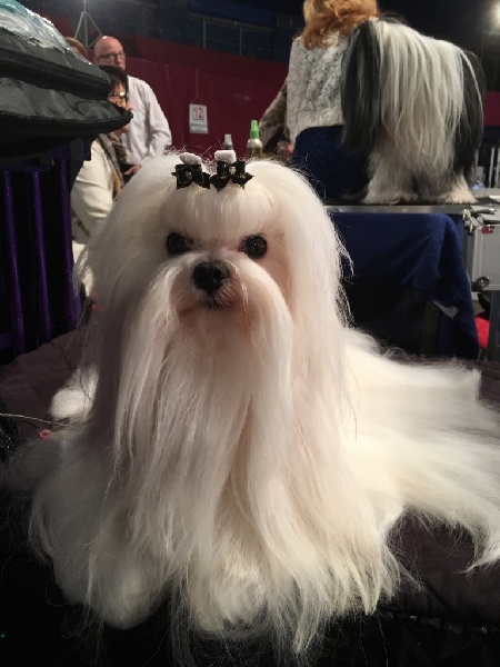 CH. Joly coeur fantasy de Nisjotial - CACIB-CACM-BOB