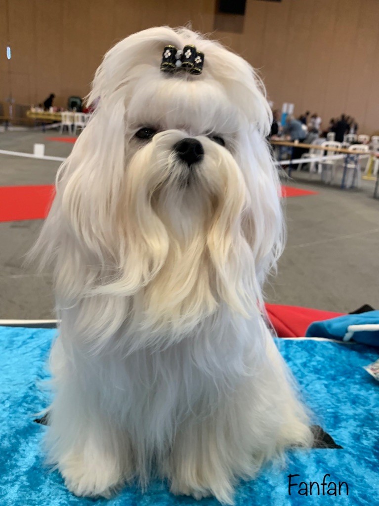 CH. Phantasmagoria by golden blanc - Cl. Jeune : 1er EXC. - BEST JEUNE - JUNIOR LATIN WINNER