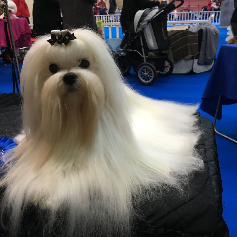 CH. Joly coeur fantasy de Nisjotial - CAC - BOB - sélect. 5 premiers du groupe