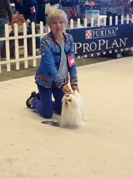 CH. Joly coeur fantasy de Nisjotial - CAC- BOB - 2eBest razza Italiano - Select groupe